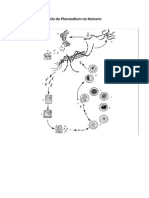 Ciclo Do Plasmodium No Homem