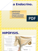 GUIA PRACTICA Sistema Endocrino