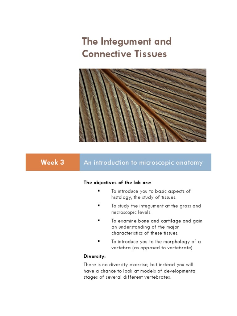 Integument and Connective Tissue Lab | PDF | Bone | Vertebra