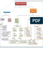 Mapa Conceptual Del Sistema Nervioso