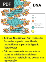 07_acidos nucleicos.ppt