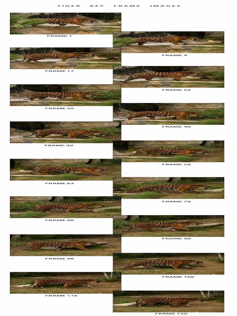 Tiger Reference Frames | PDF