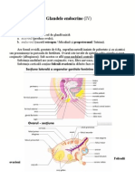 Curs Fiziologie - Glandele Endocrine 