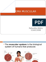 Musculi Systema