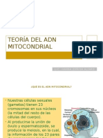 Teoría Del ADN Mitocondrial