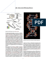 Ácido desoxirribonucleico
