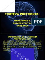 Corteza Prefrontal 