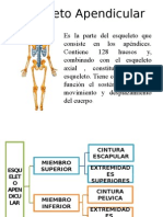 Esqueleto Apendicular Diapositivas