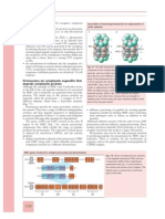 CH 7 Antibody 7E06