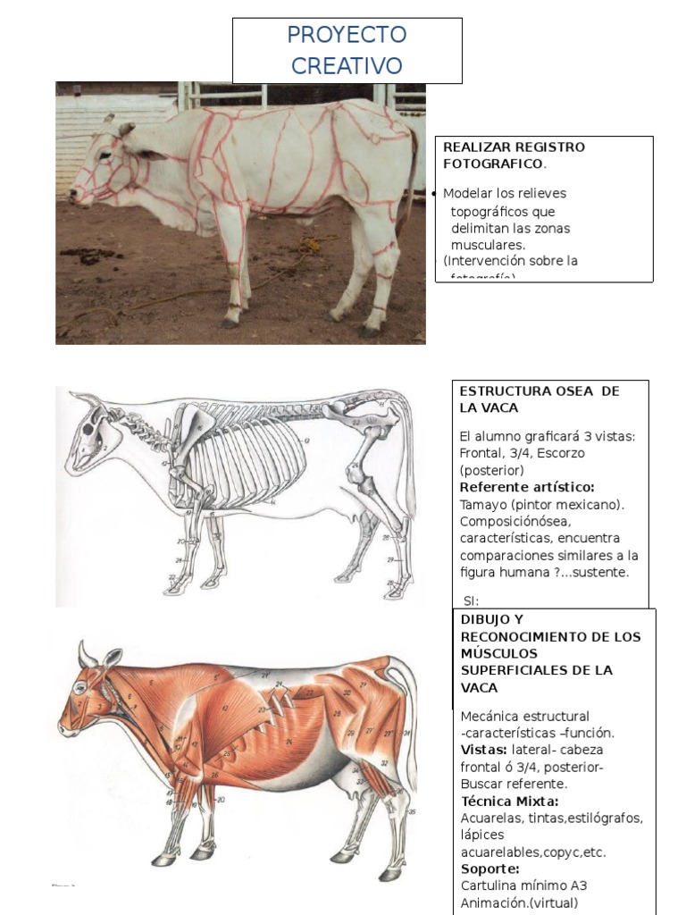 Anatomía Comparada Vaca | PDF | Métodos y materiales de enseñanza | Arte