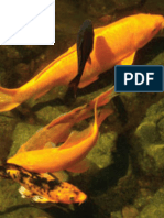 Determination of Biometric Parameters of Fish by Image Analysis