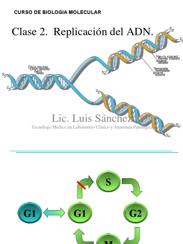 Clase 4 Replicacion Del Adn | Replicación De Adn | Procesos celulares