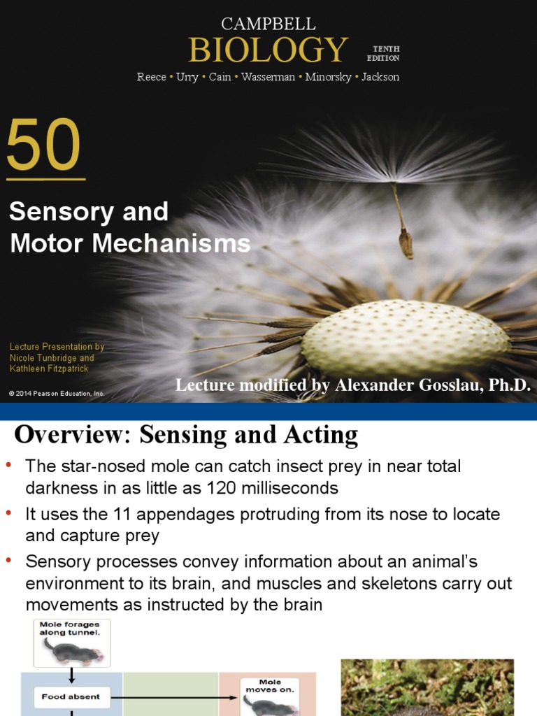 Biology: Sensory and Motor Mechanisms | PDF | Muscle Contraction | Taste