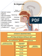 Aparato Respiratorio