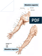 Imagenes Anatomicas