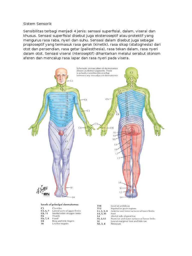 Pemeriksaan Sensibilitas Sistem Sensorik | PDF