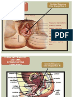 Cavidad Organica Vagina.pptx