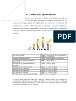 Ciclo Vital Del Ser Humano