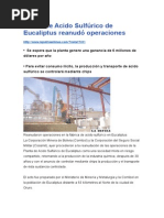 eucaliptus
