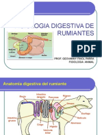 Fisiología Digestiva de Rumiantes