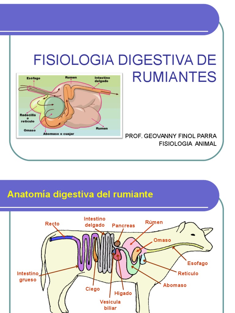Fisiología Digestiva de Rumiantes | PDF | Rumiante | Digestión