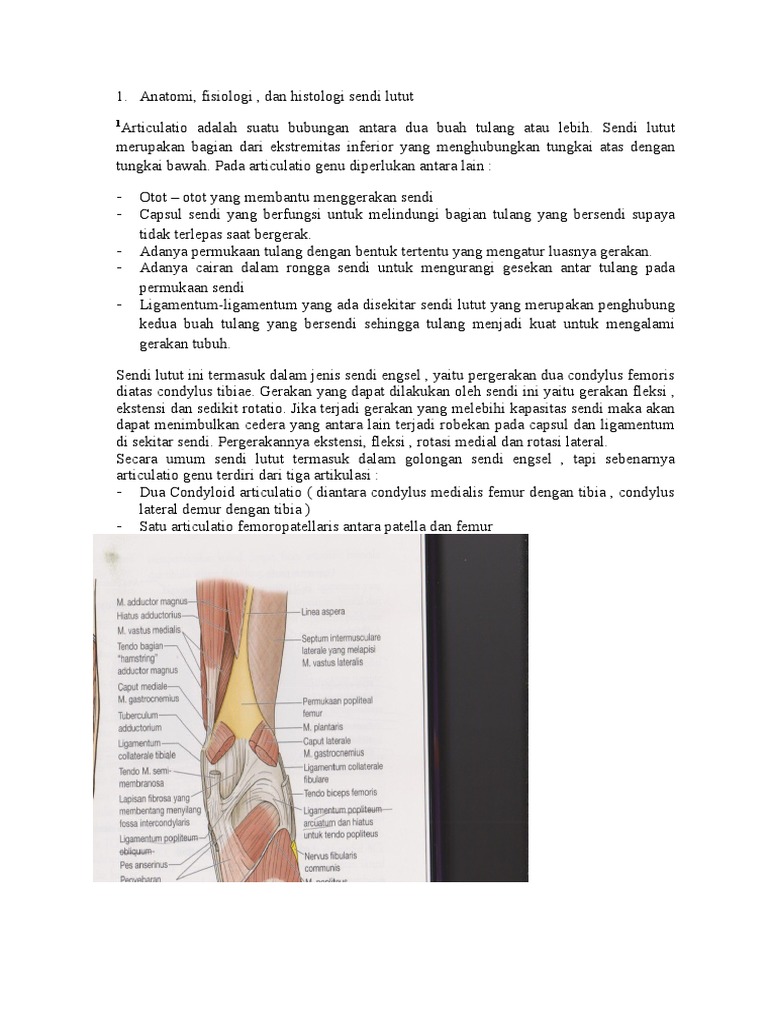 Anatomi Fisiologi Histologi Sendi Lutut Pdf