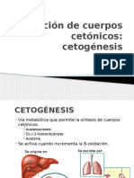 Formación de Cuerpos Cetónicos