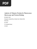 Analysis of Chimeric Proteins by Fluorescence Microscopy and Western Blotting