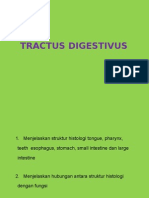 Tractus Digestivus