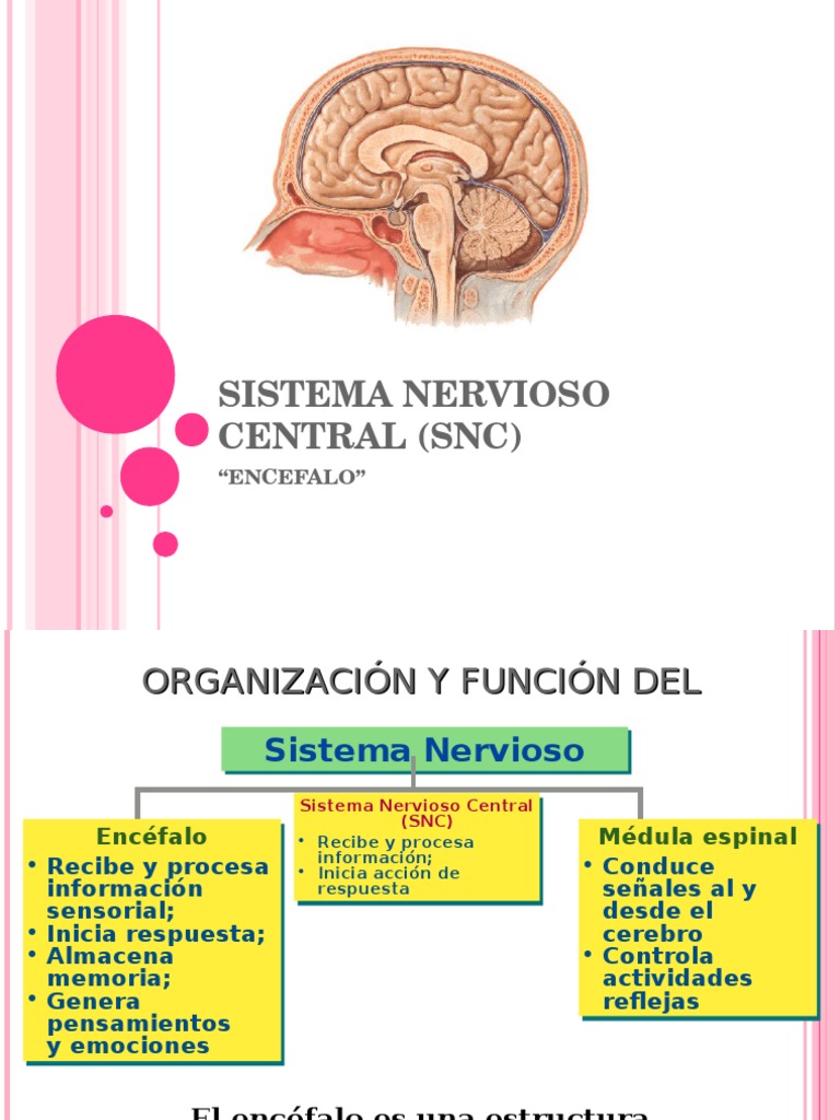 Funciones y Estructura del Sistema Nervioso | PDF | Médula espinal ...