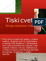 Tiski Cvet