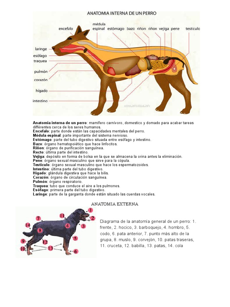Anatomia De Un Perro Para Dibujar - Veterinaria Online