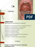 Língua e Glândulas Salivares