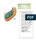 aerobia respiracion