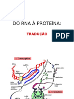 Do Rna À Proteína