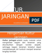 Kultur Jaringan