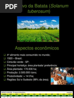 Batata