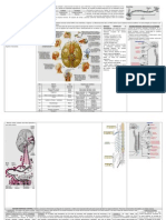 Sistema Nervioso