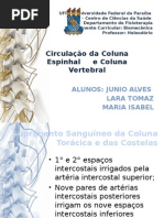 Circulação da Coluna Vertebral