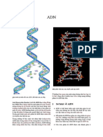 Sơ lược về Adn