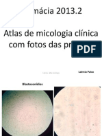 Atlas Pratico Micologia Clinica 