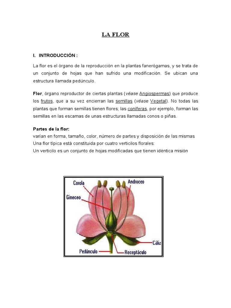Anatomía y Función de la Flor | PDF | Flores | Polinización