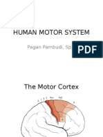 Human Motor System: Pagan Pambudi, SP.S