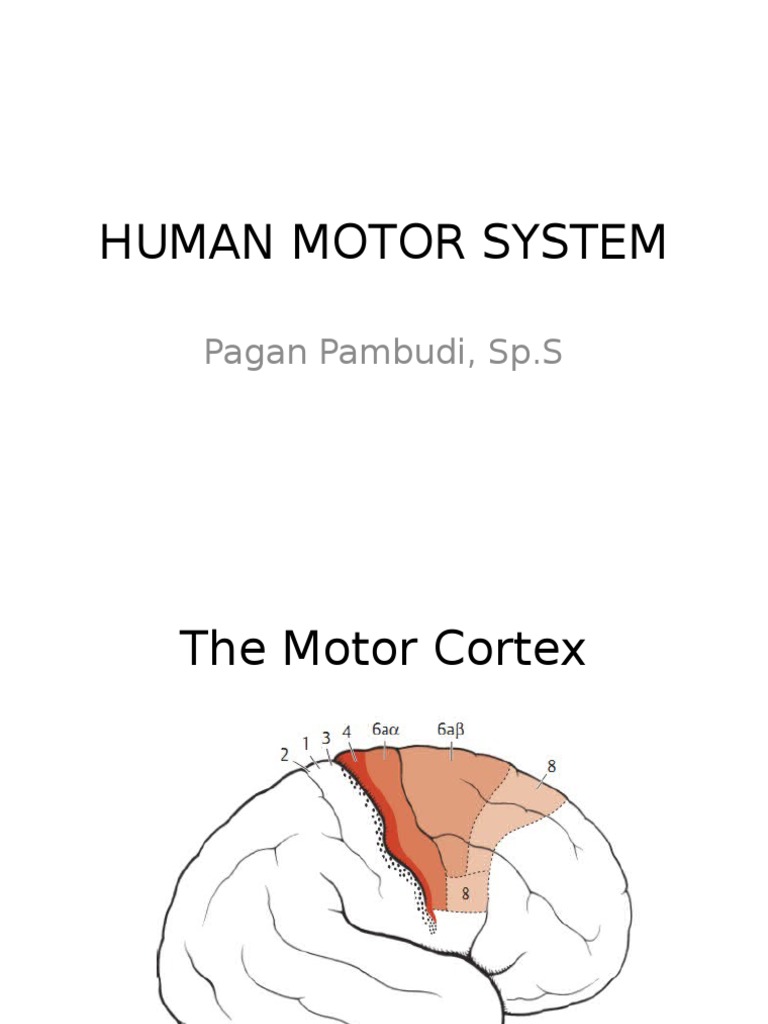 Human Motor System: Pagan Pambudi, SP.S | PDF