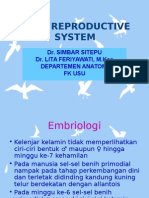 K - 3 Male Reproduction System (Anatomi)