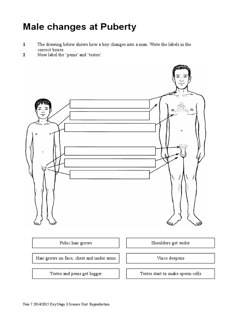 puperty penis Male Changes at Puberty | PDF