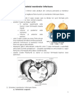 Anatomie 2