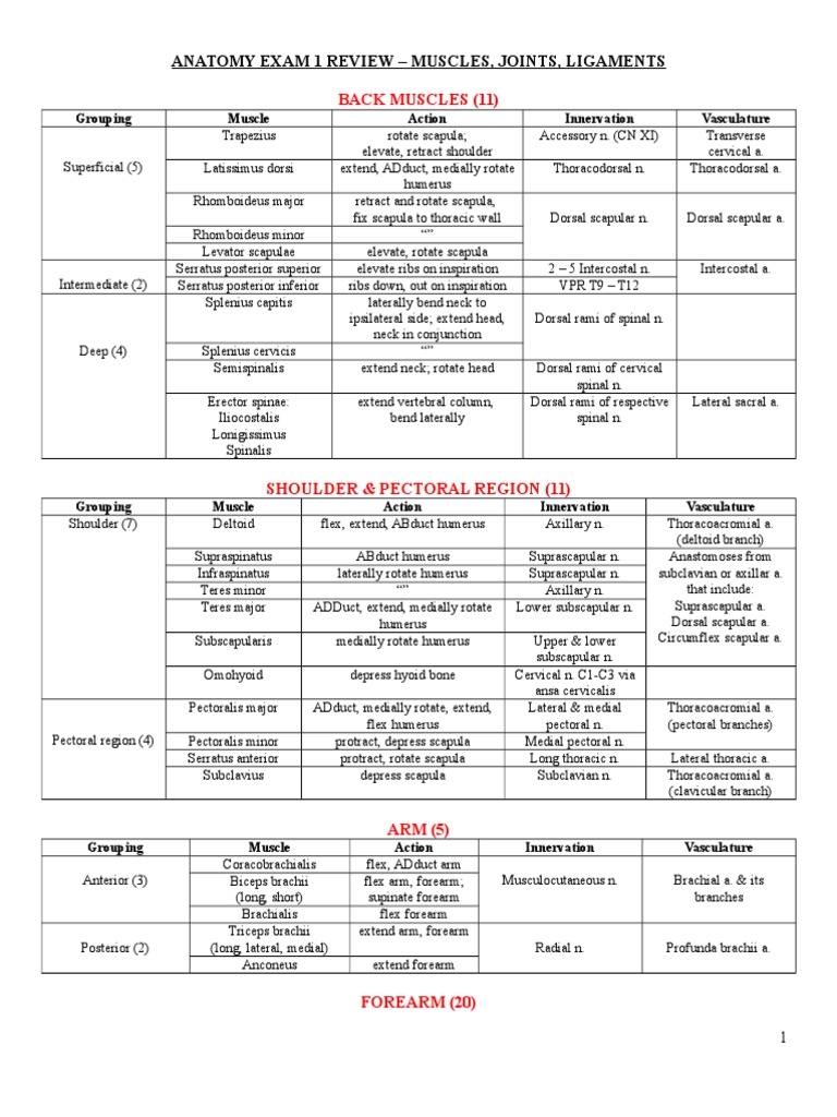 Exam 1 Anatomy Review Guide With Muscle Actions | PDF | Foot | Arm