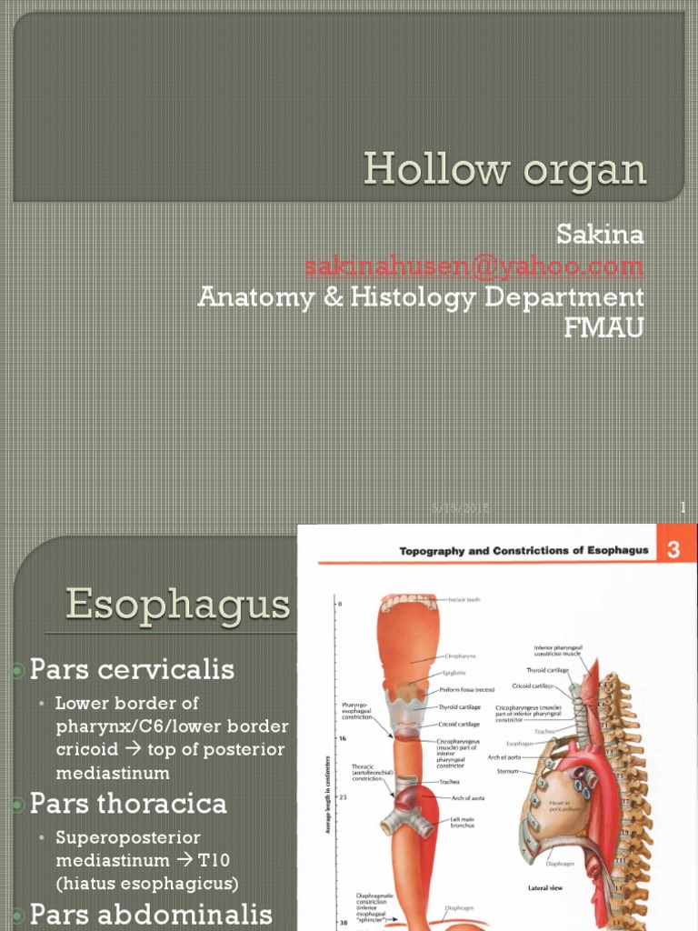 Hollow Organ Stomach Esophagus
