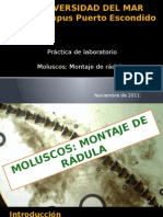 Practica de Campo, Montaje de La Radula-Mollusca